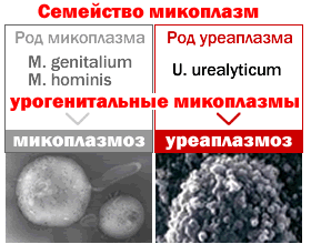 Chlamydia trachomatis mycoplasma genitalium. Микоплазма уреалитикум. Микоплазма хоминис микробиология. Урогенитальные микоплазмы. Микоплазма и уреаплазма.