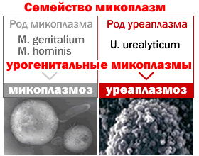 Микоплазма как передается